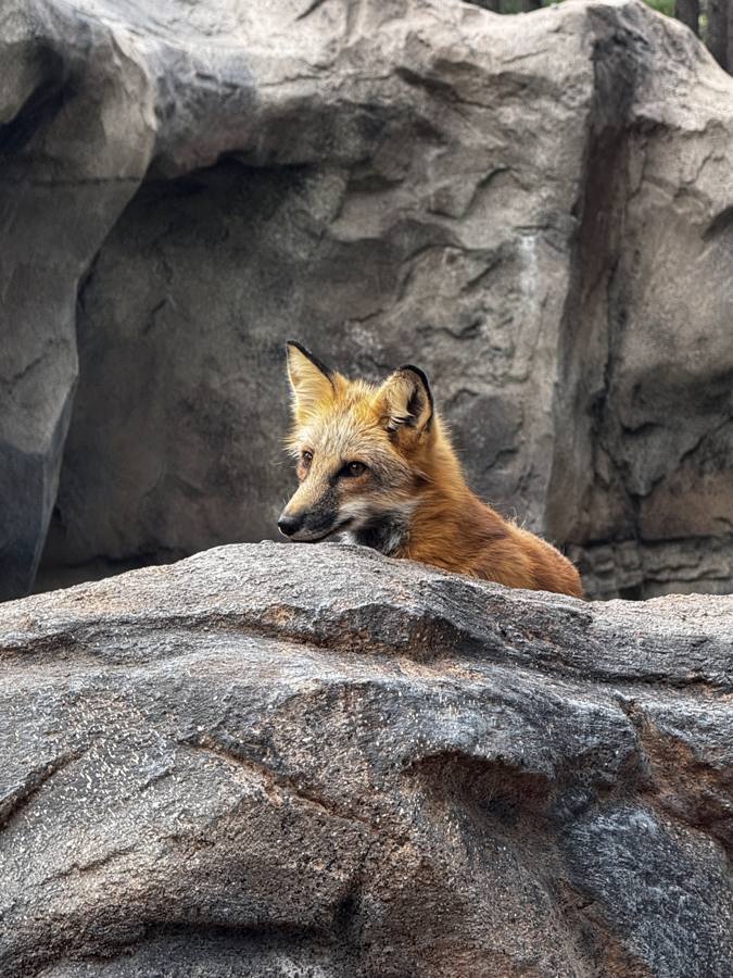 Fox peering over a rock