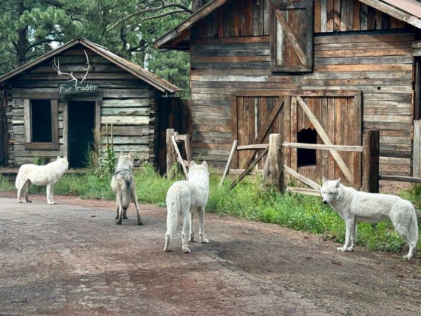 White wolves near a log cabin