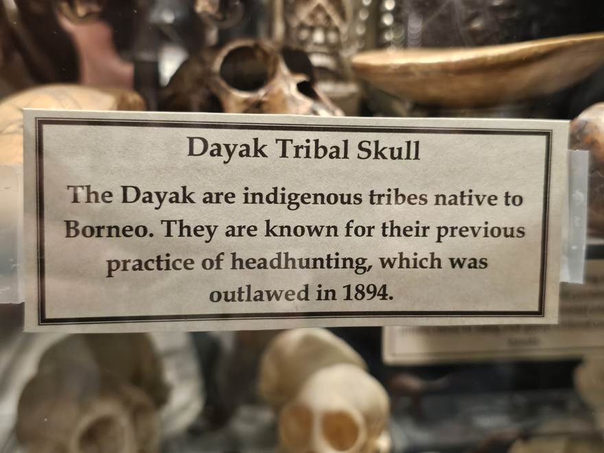 Museum placard describing a Dayak tribal skull